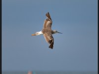 Shore Birds23