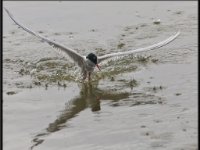 Shore Birds25