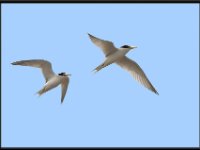 Shore Birds26