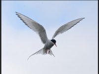 Shore Birds27