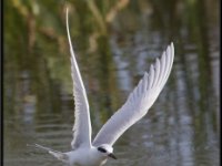 Shore Birds29