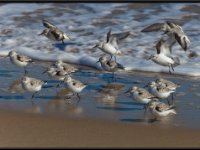Shore Birds3
