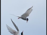 Shore Birds30