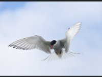 Shore Birds31