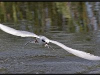Shore Birds34