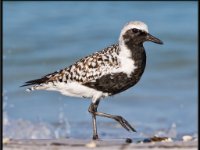 Shore Birds37