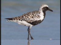 Shore Birds38