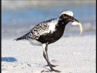 Shore Birds39
