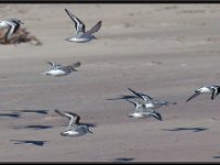 Shore Birds4