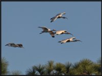 Shore Birds40