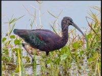 Shore Birds42