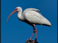 Shore Birds43