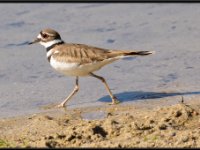 Shore Birds45
