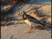 Shore Birds47