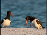 Shore Birds49