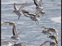 Shore Birds5