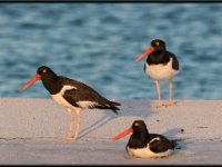 Shore Birds50