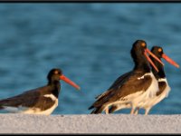 Shore Birds51