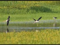 Shore Birds53