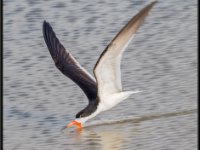 Shore Birds55