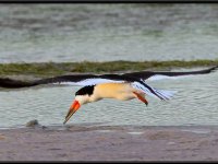 Shore Birds57