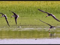 Shore Birds59