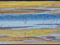 Shore Birds6
