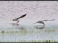 Shore Birds60