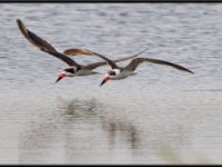 Shore Birds61