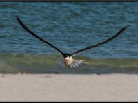 Shore Birds62
