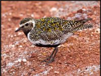 Shore Birds63