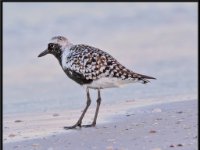Shore Birds64