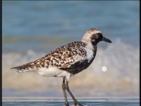 Shore Birds65