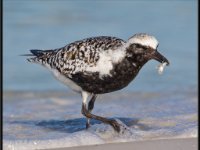 Shore Birds66