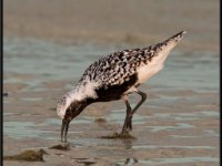 Shore Birds68