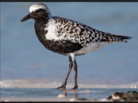Shore Birds69