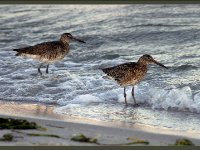 Shore Birds7