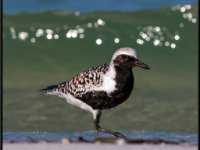 Shore Birds70