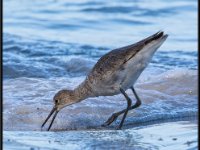 Shore Birds71