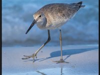 Shore Birds72