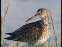 Shore Birds74