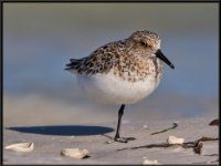 Shore Birds75