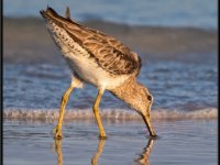 Shore Birds78