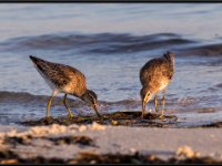 Shore Birds81