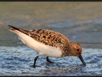 Shore Birds82