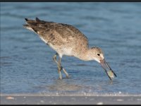 Shore Birds83