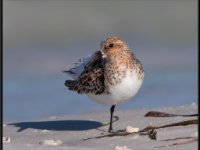 Shore Birds87