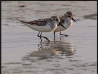 Shore Birds88