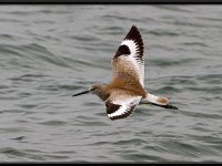 Shore Birds9