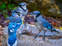Blue Jays